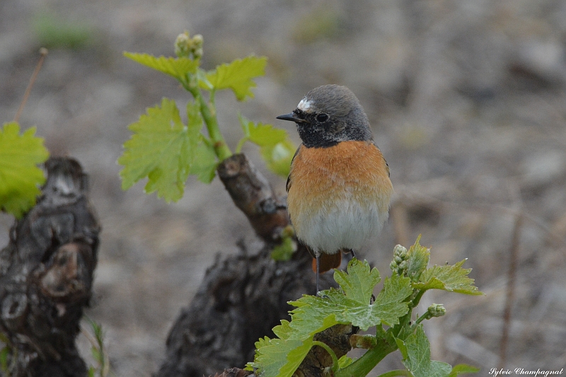 Rouge queue à front blanc  Cosprons.JPG